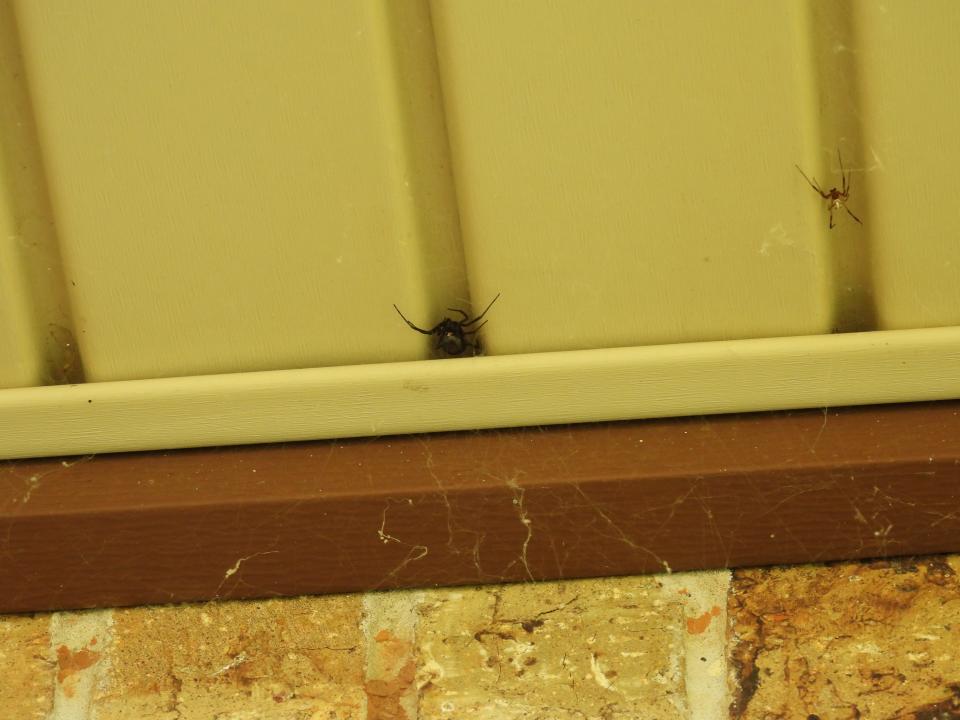 A female, left, and male, right, black widow spiders.