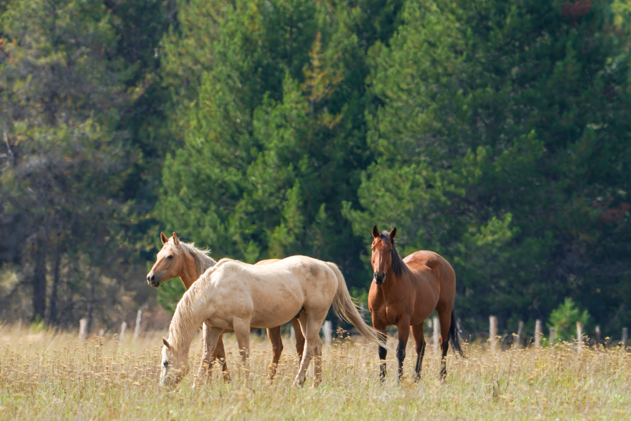 best horse names