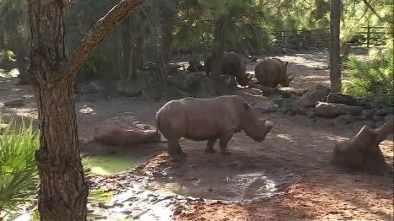 The zoo said there had been no previous incidents involving the rhinos (AP)