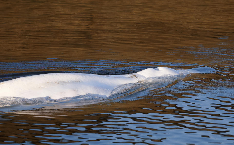 Beluga whale that strayed into France's Seine river swims near the Notre-Dame-de-la-Garenne lock in Saint-Pierre-la-Garenne, west of Paris, France, Tuesday, Aug. 9, 2022. (Benoit Tessier / Pool via AP)