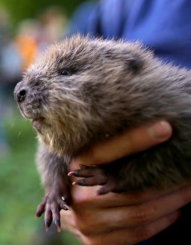 Baby Beaver Born in London for Possibly First Time in 400 Years