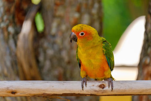 <p>Getty Images/winyoo08</p> A shady spot to get out of the sun can help keep your bird cool if it's outside.