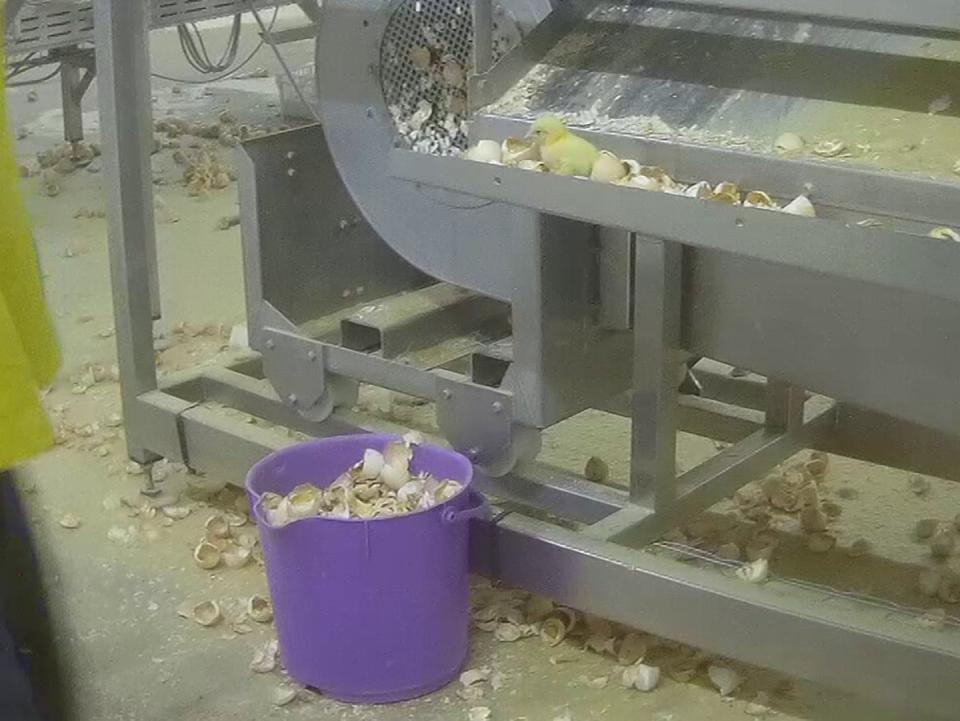 The site handles up to 370,000 baby birds a day (Animal Justice Project)