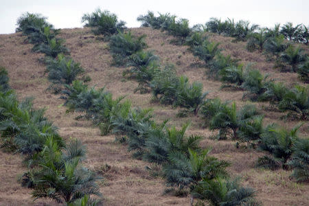 FILE PHOTO: A palm oil plantation is pictured in the village where Jakelin, a 7-year-old girl who died in U.S. custody, used to live in San Jose Secortez, municipality of Raxruha, Guatemala December 16, 2018. REUTERS/Josue Decavele/File Photo