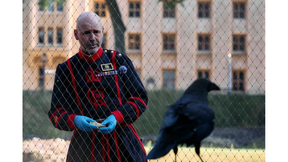 The ravens are legend at the Tower of London