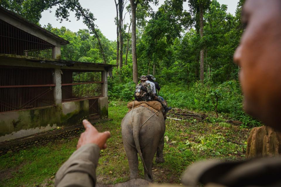 A mahoot points out a tiger enclosure in Chitwan National Park where problem tigers are held indefinitely