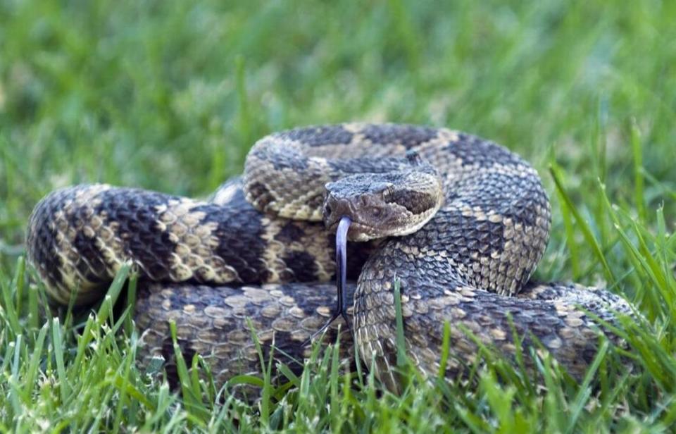 El domador de serpientes Len Ramírez muestra una serpiente de cascabel de tres pies que atrapó en Lincoln en 2012.