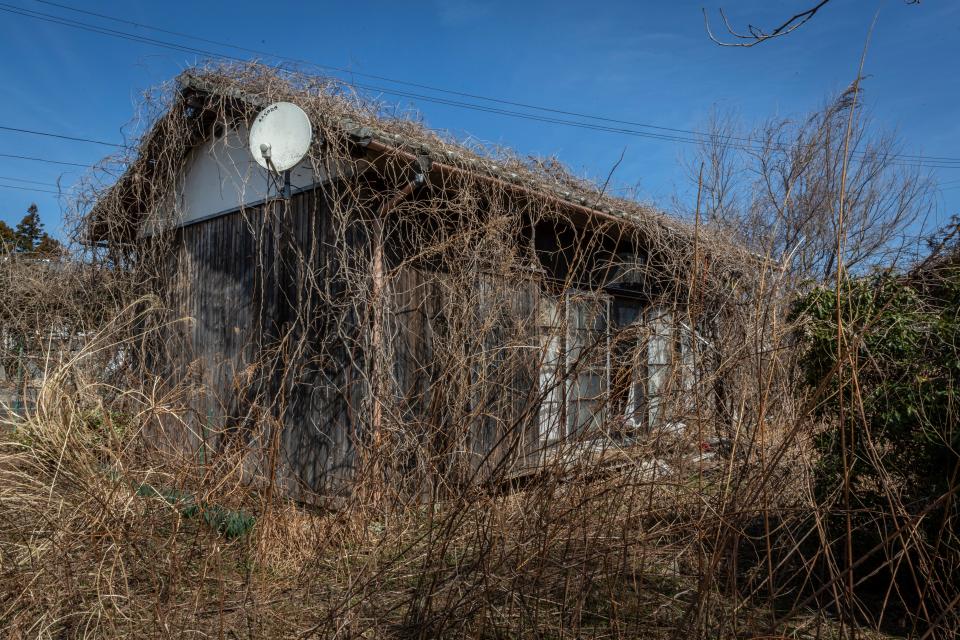 Weeds and plants are overgrowing near an abandoned house in Okuma, Japan.