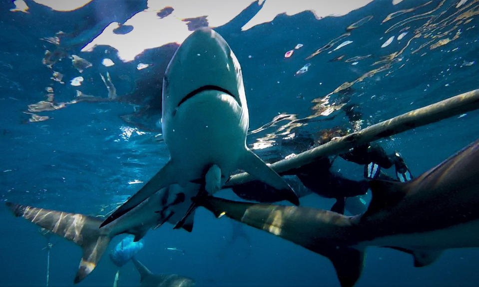 INCREDIBLE IMAGES have captured the moment one hungry Oceanic Blacktip shark appeared to try to swallow another whole. The stunning pictures show the shark completely engulf the otherâs head in its mouth as other sharks swim nearby. Other striking shots show divers posing alongside the sharks as they swim beside them in the water, the sharks coming in for a closer look at the camera and viciously attacking sardines. The remarkable incident was captured at Aliwal Shoal, South Africa by specialist shark guide for Blue Wilderness, Mia Vorster (41), from East London, South Africa. Mediadrumimages / Mia Vorster