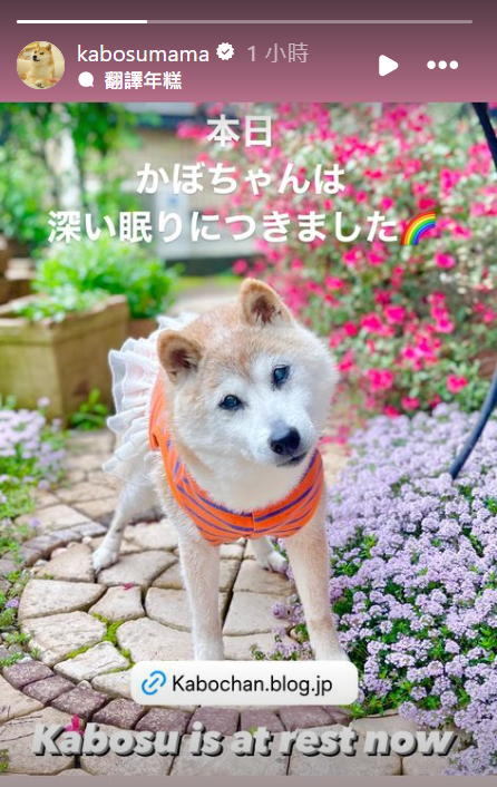 快新聞／迷因Doge本尊柴犬辭世！　飼主淚喊：我是世界上最幸福的飼主