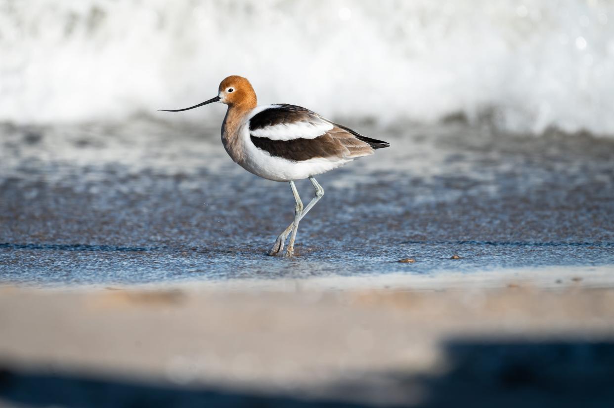 An American avocet is seen on the beach on April 24, 2024, at Bradford Beach in Milwaukee, Wisconsin. The birds, one of the few species with an upturned bill, are not generally found in the area but often make a brief stop during migration.