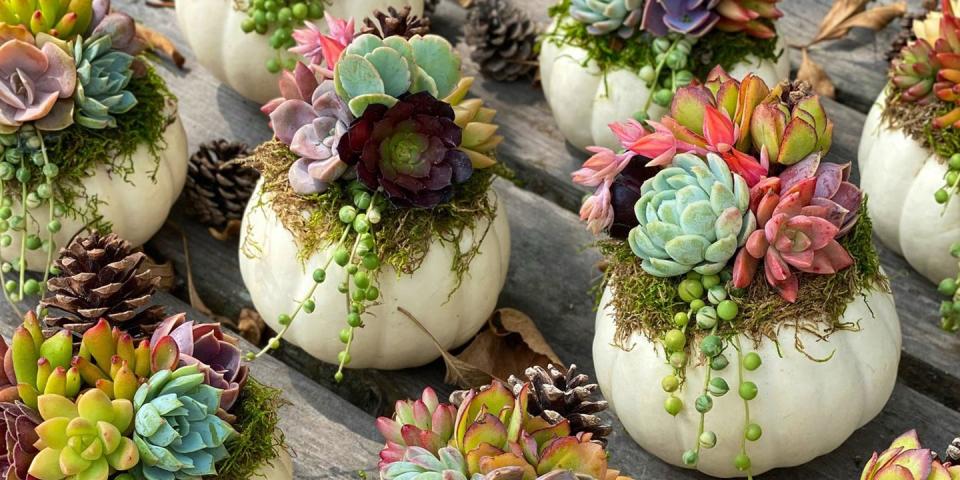 Photo credit: Etsy Queen of Succulents