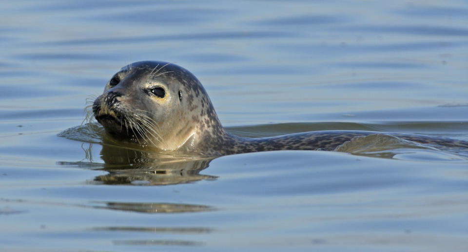 Harbour Seal in water, Baie de Somme, France