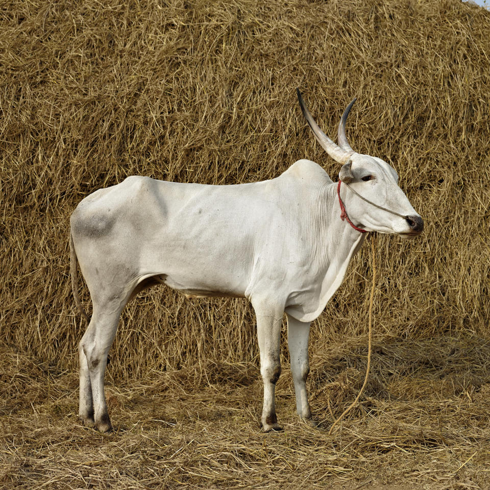 Mattu Pongal 2. Anaipiranthan district, Tamil Nadu, India, 2014