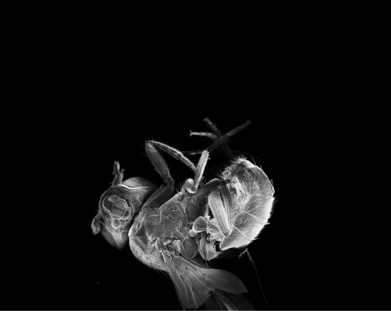 For _Drosophila melanogaster_, their senses have a significant effect on how quickly they age. <a href="https://www.gettyimages.com/detail/photo/drosophila-melanogaster-royalty-free-image/108149276" rel="nofollow noopener" target="_blank" data-ylk="slk:nico_blue/E+ via Getty Images;elm:context_link;itc:0;sec:content-canvas" class="link ">nico_blue/E+ via Getty Images</a>