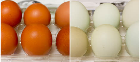 Find out more about these lovely, colored eggs