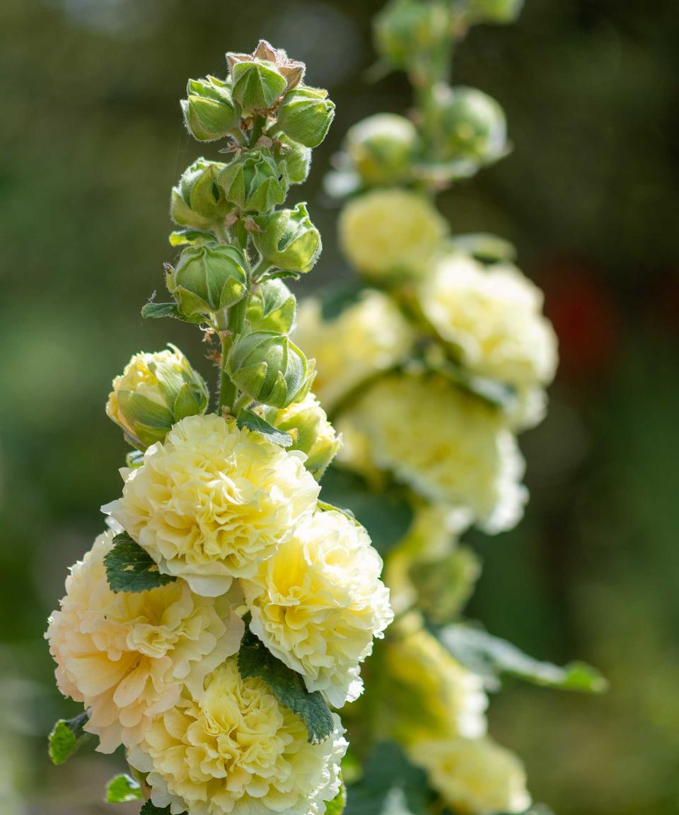 yellow hollyhocks