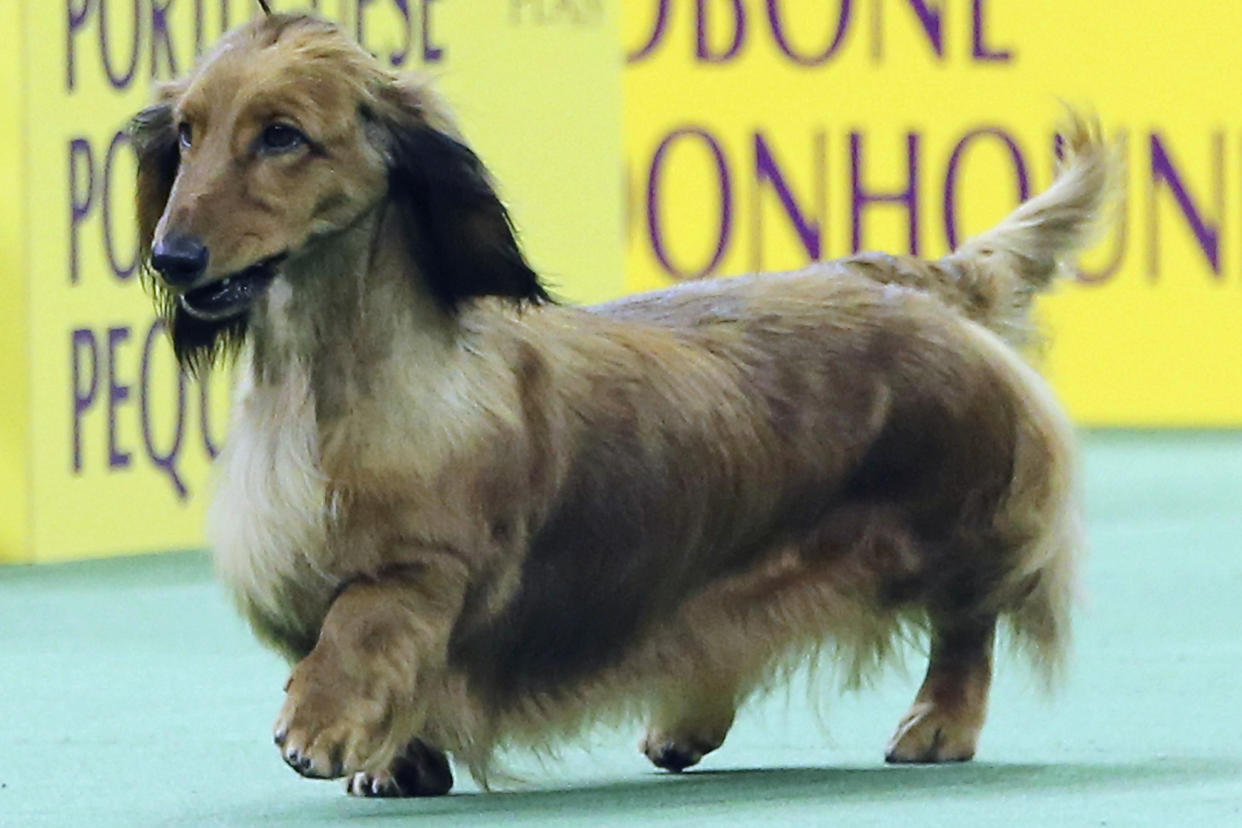 FILE — A long-haired dachshund is shown in the Hound group competition, during the 140th Westminster Kennel Club dog show, Feb. 15, 2016, at Madison Square Garden in New York. The American Kennel Club announced Wednesday, March 15, 2023 that French bulldogs have become the United States' most prevalent dog breed, ending Labrador retrievers' record-breaking 31 years at the top. (AP Photo/Mary Altaffer, File)