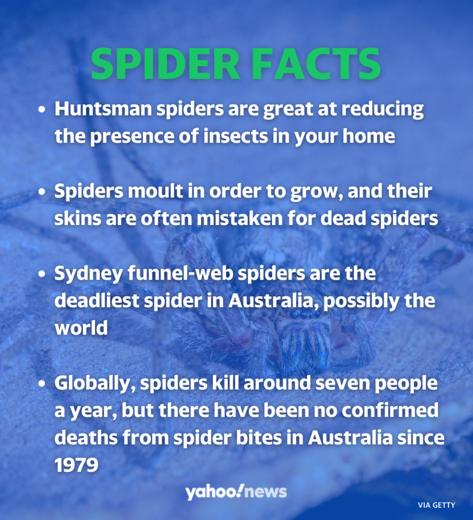 Interesting spider facts