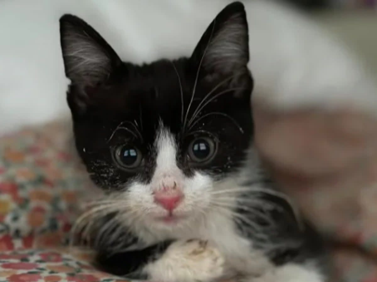Stanley the kitten died suddently a day after his trip to the vet’s (Madeline Wahl/Sourced)