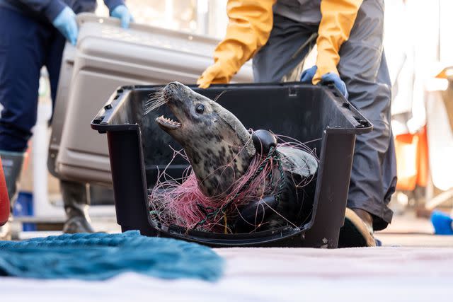 <p>Seacor & Co.</p> The baby seal rescued by workers at the Mystic Aquarium in Connecticut