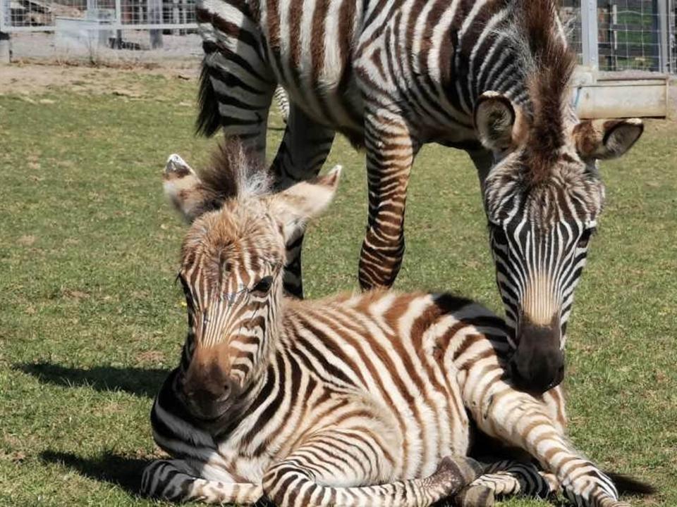 Hope the zebra with her mother in their enclosure at Noah’s Ark Zoo Farm, Bristol  (Noah’s Ark Zoo Farm)