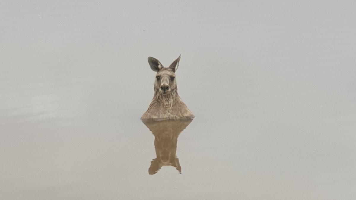 In rare attack, dingo repeatedly bites and holds girl underwater