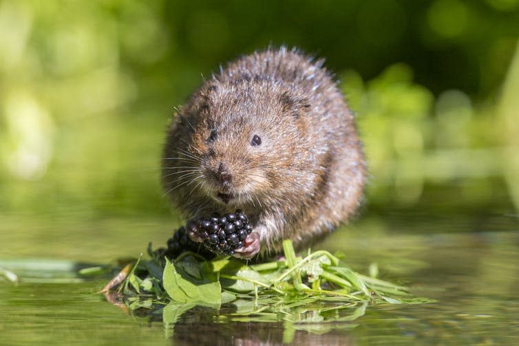 <span class="caption">Under the new bill, farmers will be paid to guarantee environmental benefits like clean water and wildlife habitat.</span> <span class="attribution"><a class="link " href="https://www.shutterstock.com/image-photo/water-vole-uk-153154658" rel="nofollow noopener" target="_blank" data-ylk="slk:Ian Schofield/Shutterstock;elm:context_link;itc:0;sec:content-canvas">Ian Schofield/Shutterstock</a></span>