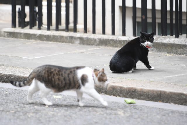 Chief Mouser for the Foreign Office Palmerston watches Larry the Downing Street Cat. (Victoria Jones/PA)