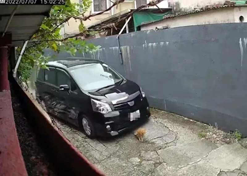 閉路電視拍下私家車撞向小家貓剎那。


