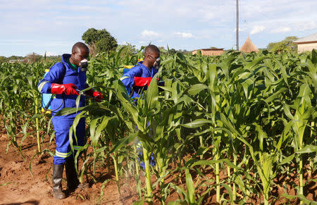 Officials spray maize plants affected by Armyworms in Keembe district, Zambia, January 6, 2017. REUTERS/Jean Mandela