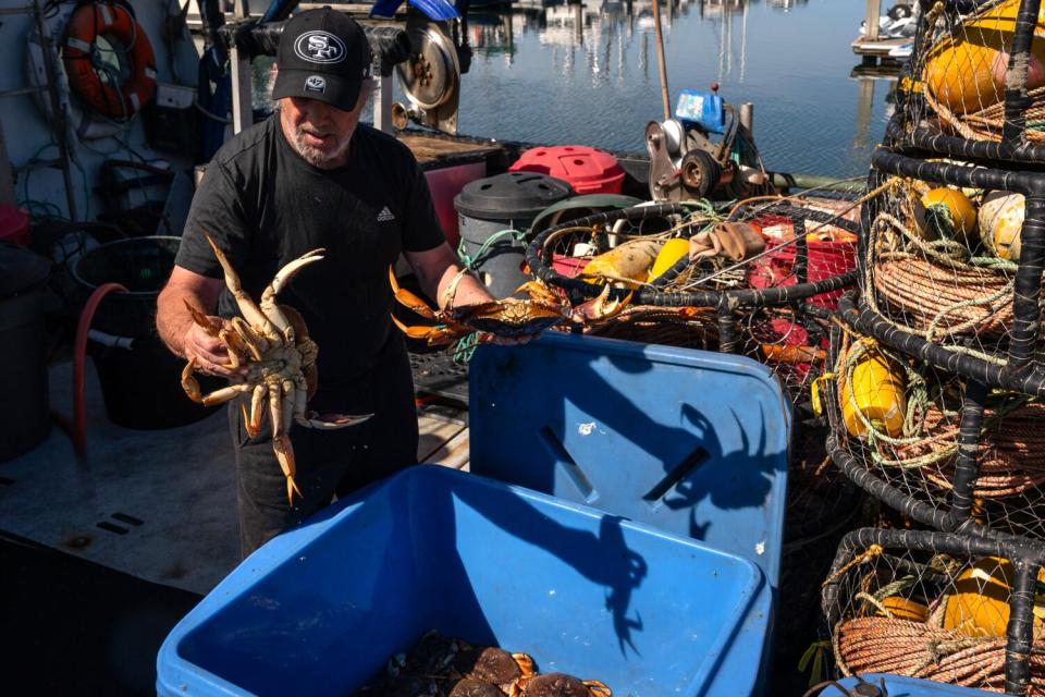 Commercial fisherman Chris Pedersen handles Dungeness crab over a container of them at Pillar