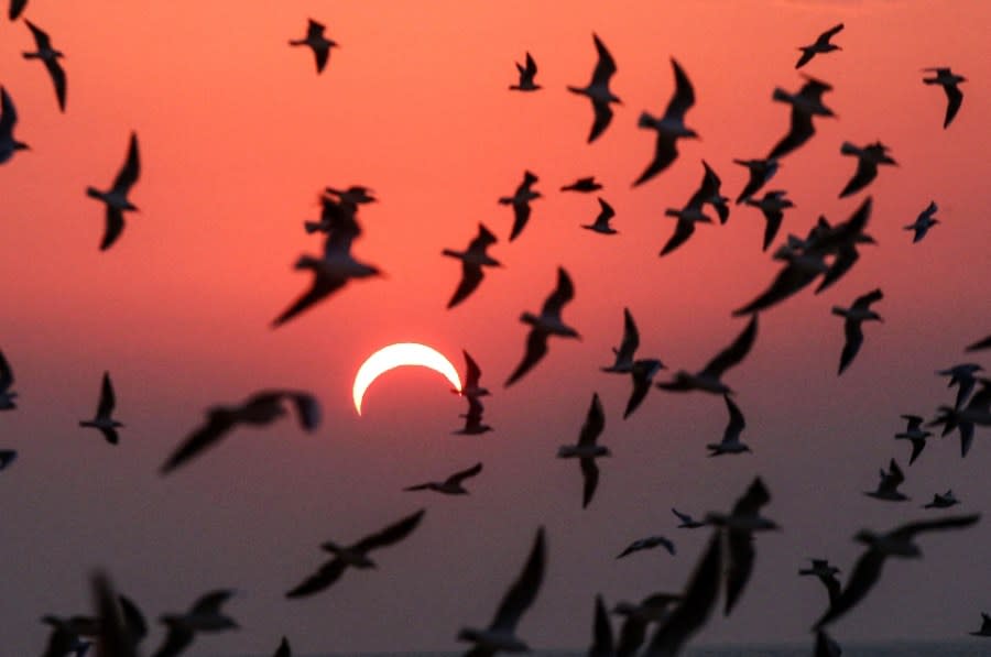 Seagulls during a solar eclipse
