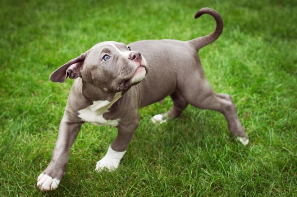 American Bulldog puppy playing in garden.