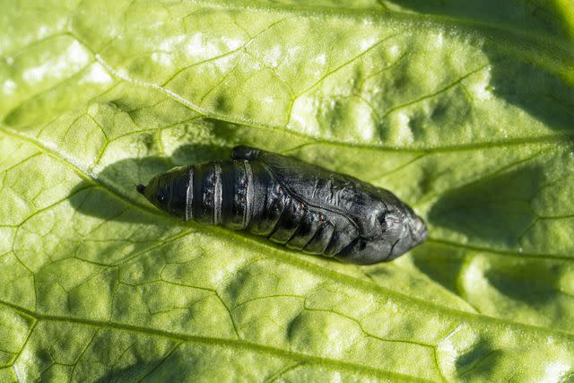 <p>MEDITERRANEAN / Getty Images</p> Black cutworm larva (Agrotis ipsilon)