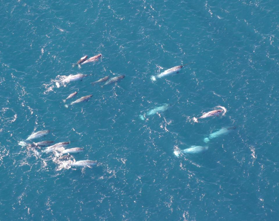 A pod of narwhals off Greenland. Note the long single tusks on many of thesesmall whales.