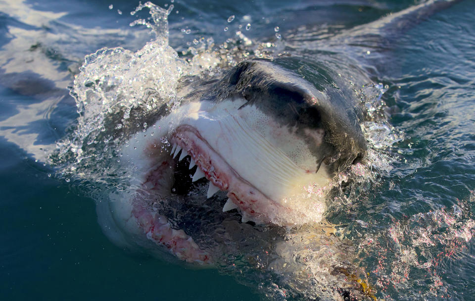 This image released by Discovery shows a great white shark in a scene from “Air Jaws: Final Frontier," premiering July 26 as part of Discovery's Shark Week. (Discovery via AP)