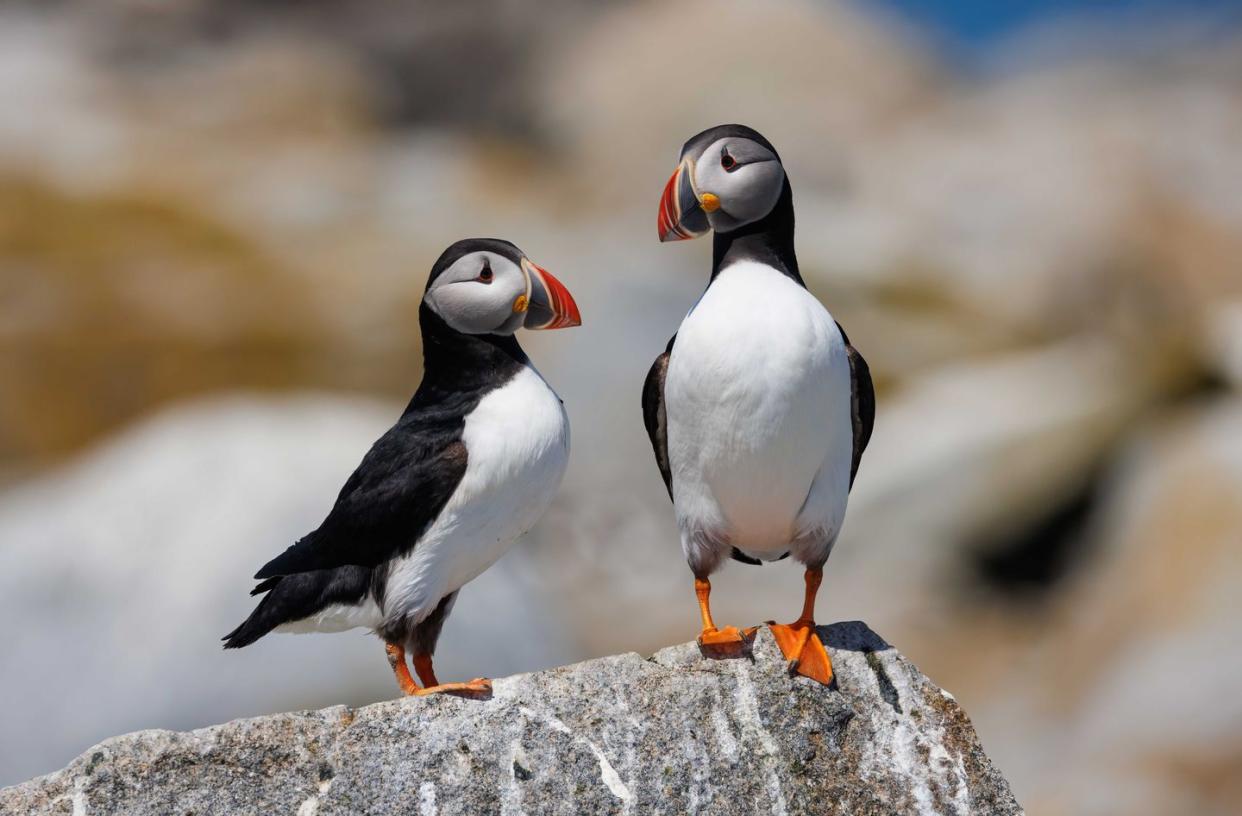 a couple of birds standing on a rock