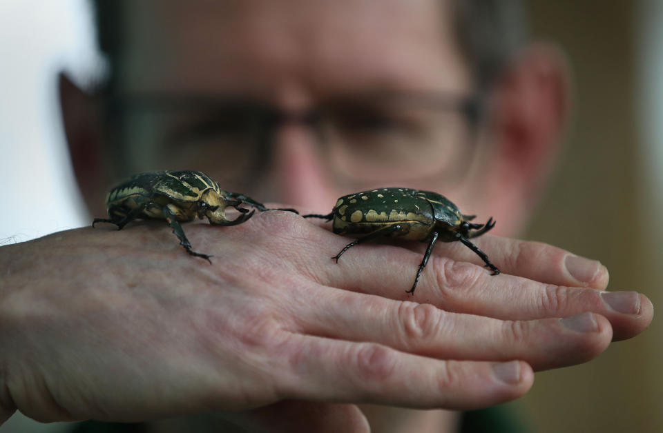 <p>Diese prächtigen Blumenkäfer sind Bewohner des Zoologischen Gartens in London. Der Zoo macht zu Beginn jedes Jahres Inventur. Da werden natürlich auch die Käfer gezählt. (Bild: Yui Mok/PA Images/Getty Image) </p>