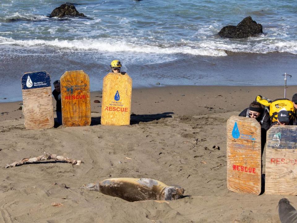Marine Mammal Center team members use herding boards to shoo other elephant seals away so they can help Necklace at Piedras Blancas beach on May 6, 2024. The seal had a band around her neck.
