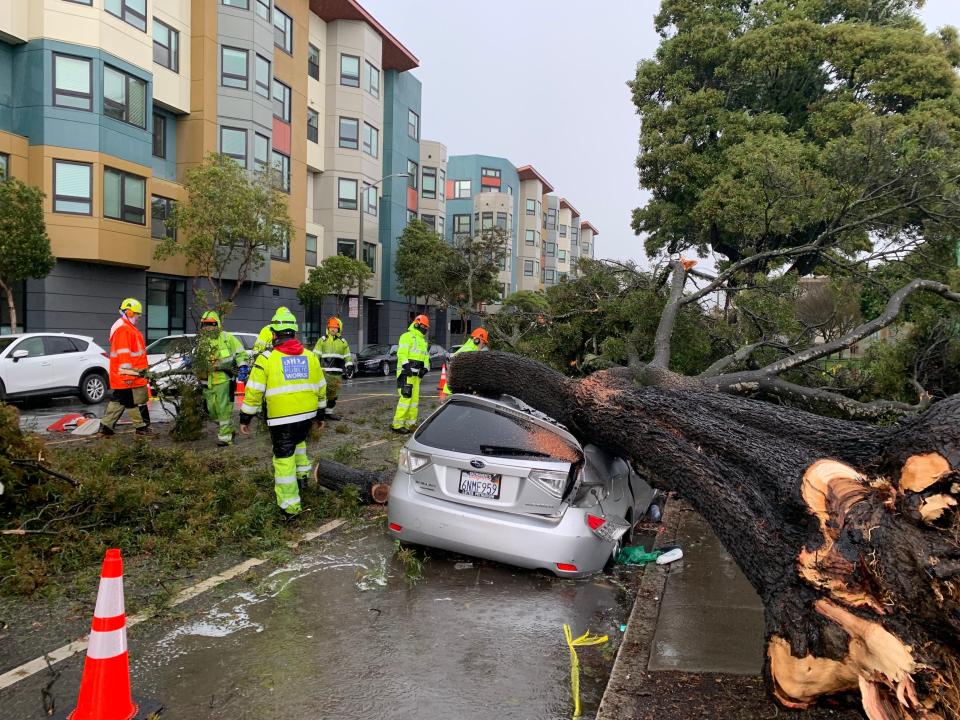 This mature acacia tree fell on a car in San Francisco on Tuesday morning as the saturated ground failed to hold it in place.