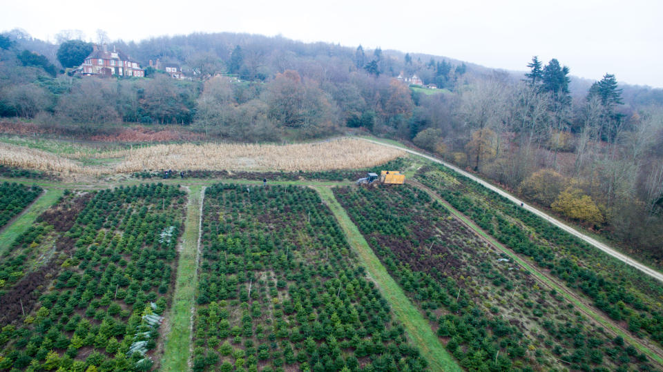 About <a href="http://www.realchristmastrees.org/dnn/Education/Quick-Tree-Facts" target="_blank">350 million trees</a> grow on Christmas tree farms in the United States, according to the National Christmas Tree Association. About 30 million of these trees are harvested annually.<br /><br />These farms have environmental costs of their own,&nbsp;noted Thomas Harman, who sells artificial Christmas trees. &ldquo;If you use an artificial tree for 10 years, you need 10 trees, and that is 70 years&rsquo; worth of growing trees,&rdquo; he <a href="https://weather.com/science/news/real-vs-fake-christmas-trees-which-better-environment-20131206" target="_blank">told</a> Weather.com in 2013. "You have 70 years of water and pesticide consumption."<br /><br /> Researchers say, however, that pesticides aren't actually too much of an issue on Christmas tree farms. <br /><br />&ldquo;If you look at the continuum of chemical use in U.S. agriculture, Christmas trees production certainly ranks on the low end,&rdquo; Cregg <a href="http://www.motherjones.com/environment/2012/12/greenest-christmas-trees-real-fake" target="_blank">told</a> Mother Jones in an earlier interview.<br /><br /> Christmas tree farms can also serve as important habitats for&nbsp;local birds, insects and other wildlife.