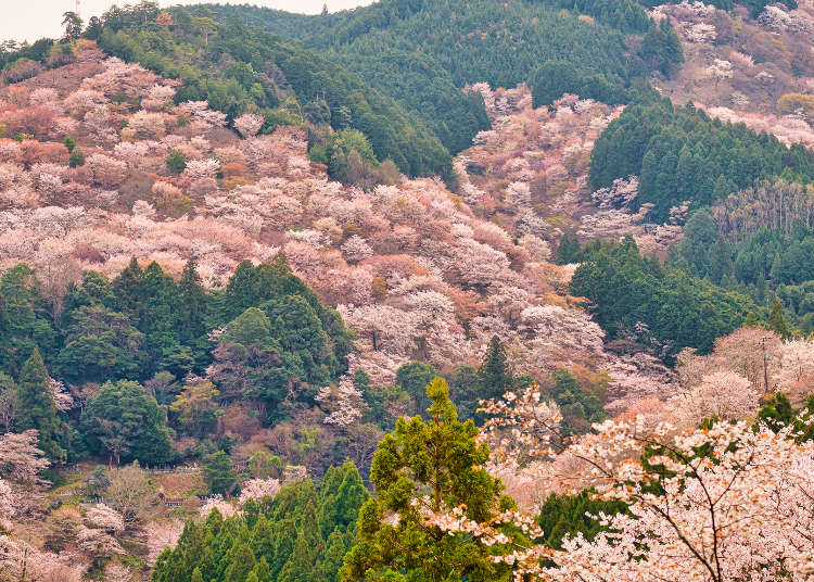 2021奈良賞櫻景點10選+開花時間預測！奈良公園、吉野山