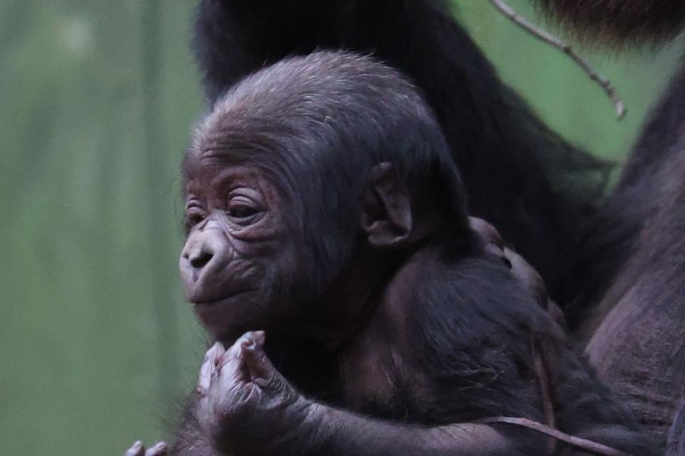 Western lowland gorilla born to Effie at London Zoo (London Zoo / PA)