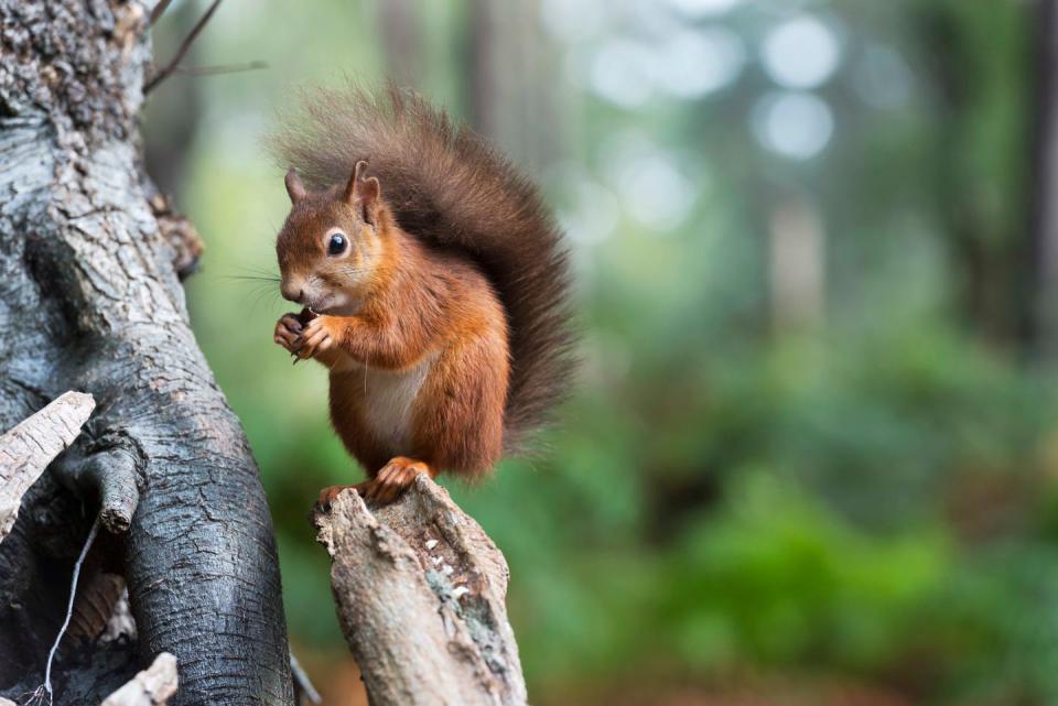 red squirrel sat on branch eating a hazelnut in brownsea island