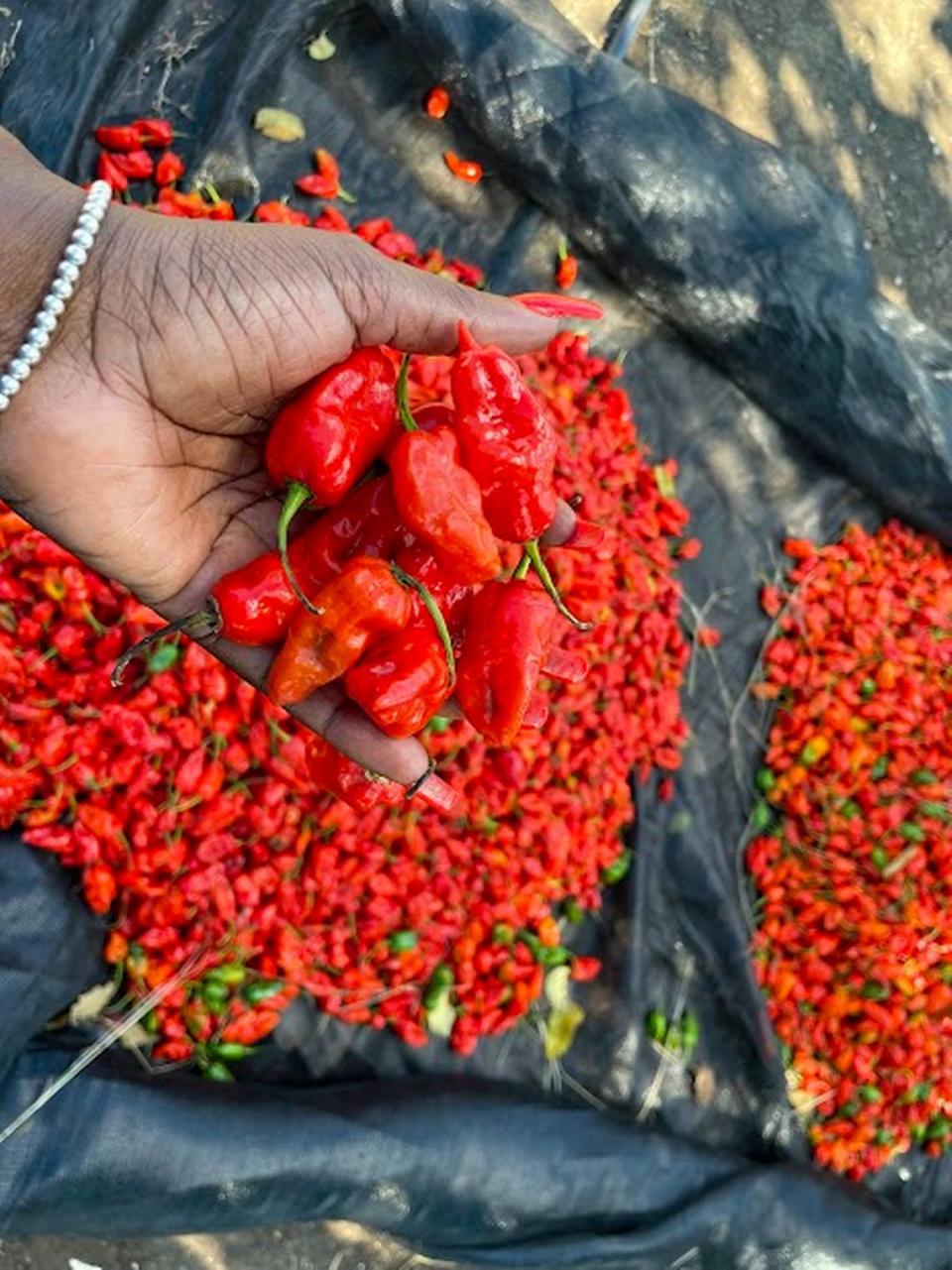 A group of young entrepreneurs from Port-au-Prince is helping farmers in northern Haiti grow peppers. This variety, known as “Piman Bouk,” is among the peppers being developed in Paulette, Haiti.