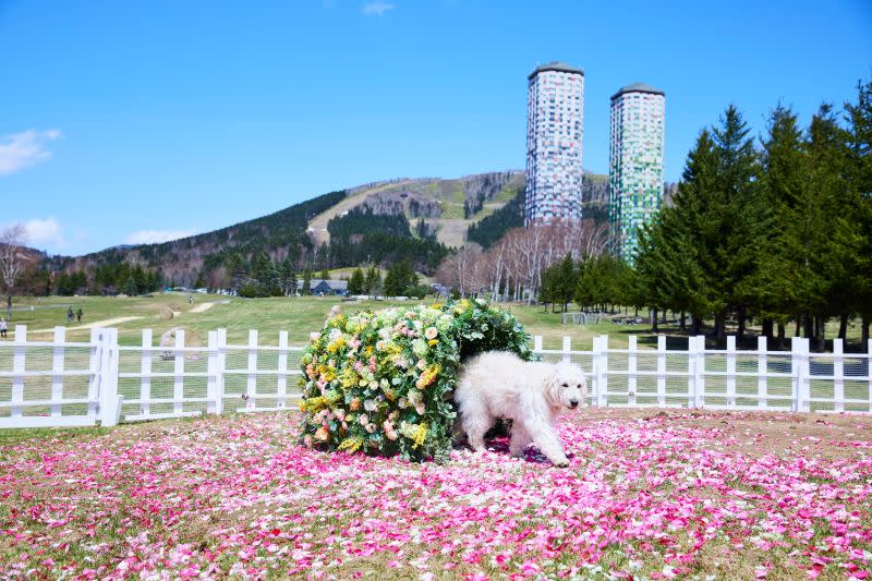 ▲中國投資公司復星國際宣布，將出售位於北海道占冠村的度假設施「星野度假村Tomamu」。（圖／湯桂禎國際旅行社提供）