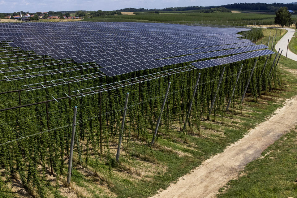 Solar panels are mounted on poles above a hops field near Au in der Hallertau, Germany, Wednesday, July 19, 2023. Solar panels atop crops has been gaining traction in recent years as incentives and demand for clean energy skyrocket. (AP Photo/Matthias Schrader)