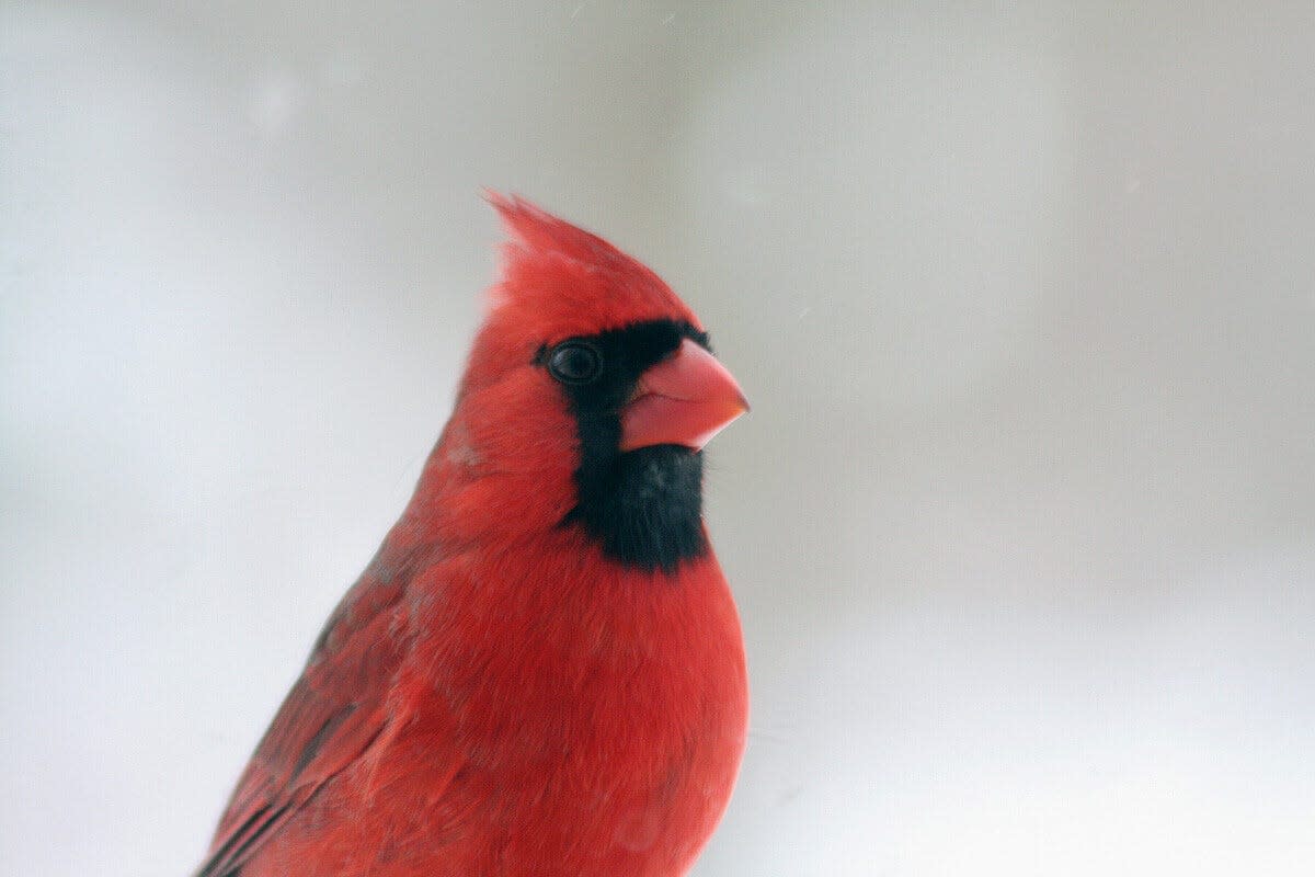 Yep, even the commonly seen northern cardinal is worth counting in the annual Christmas Bird Count.
