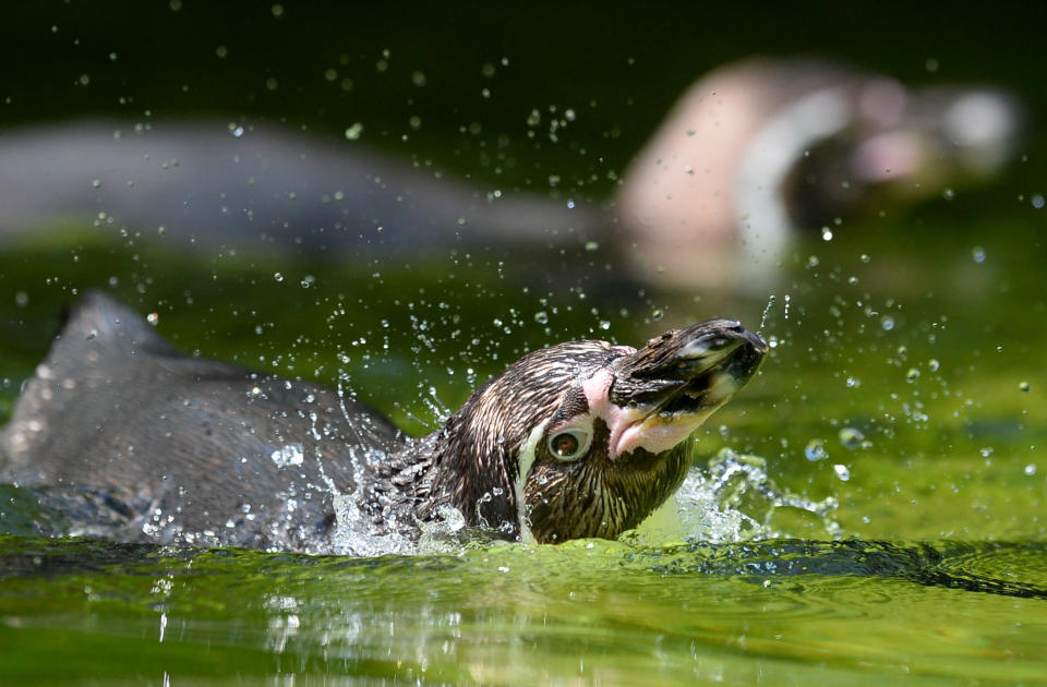 A humboldt Penguin swims in the enclosure in the Berlin Yoo Tuesday July 9, 2013. Weather forecasts predict sunny weather for the next few days in Germany. (AP Photo/dpa,Matthias Balk)